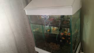 Fish Aquarium for Sale