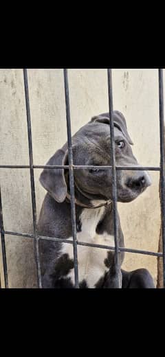 cane corso and american pitbul mix for sale