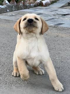 Labrador retriever puppy