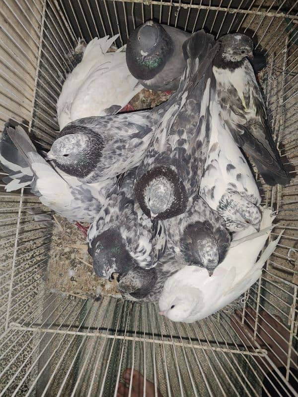 Piegon for sale. 2