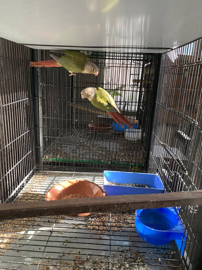 Pineapple conure and yellow sided conure for sale 0