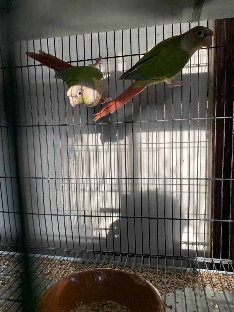 Pineapple conure and yellow sided conure for sale 1