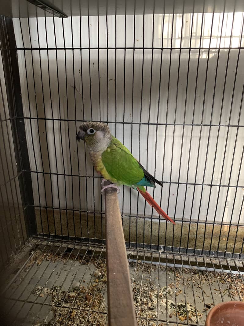 Pineapple conure and yellow sided conure for sale 2