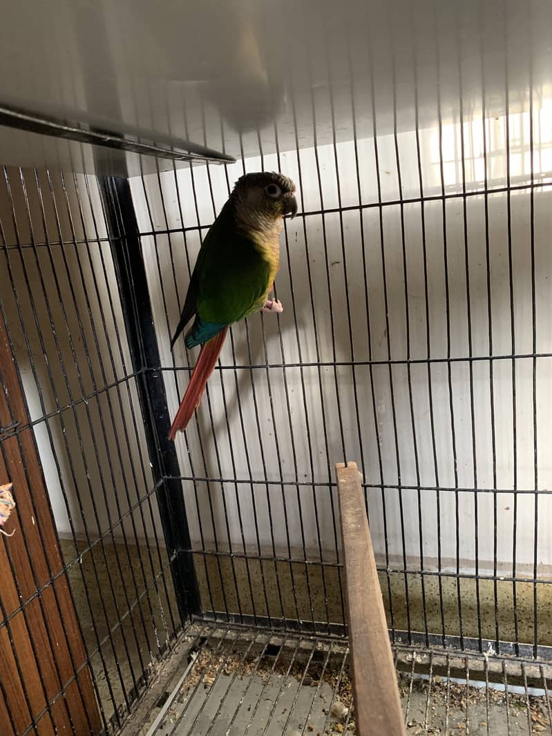 Pineapple conure and yellow sided conure for sale 3