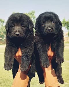 Balck German long coat male female for sale