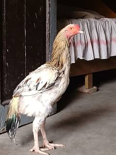 pure Aseel (home)