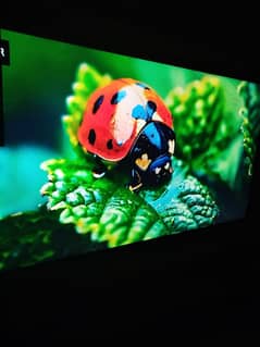 dawlance led 4k uhd Dolby vision 55 inch