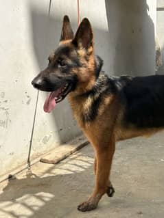 German Shepherd high quality male black marks