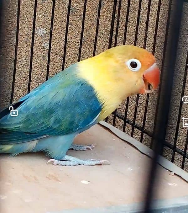 Parblue Opaline Breeder Female 18 Months Age with 3 self Chicks 0