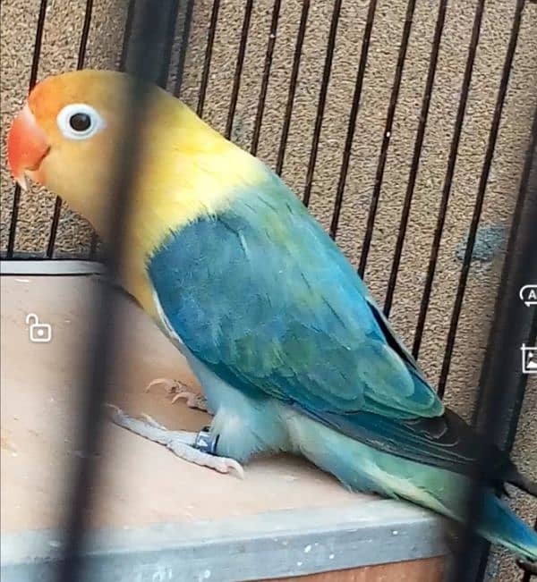 Parblue Opaline Breeder Female 18 Months Age with 3 self Chicks 1