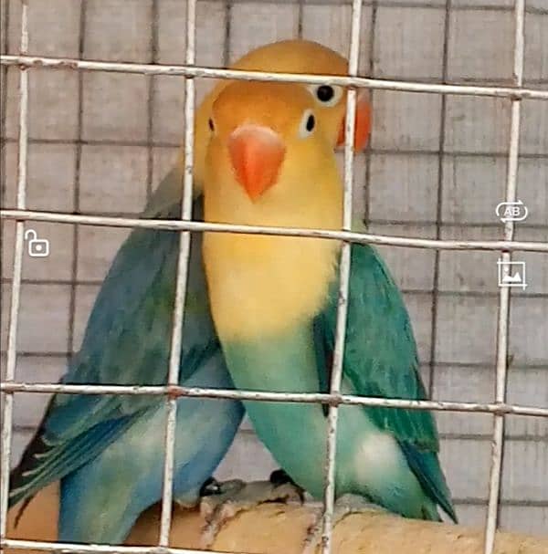 Parblue Opaline Breeder Female 18 Months Age with 3 self Chicks 2