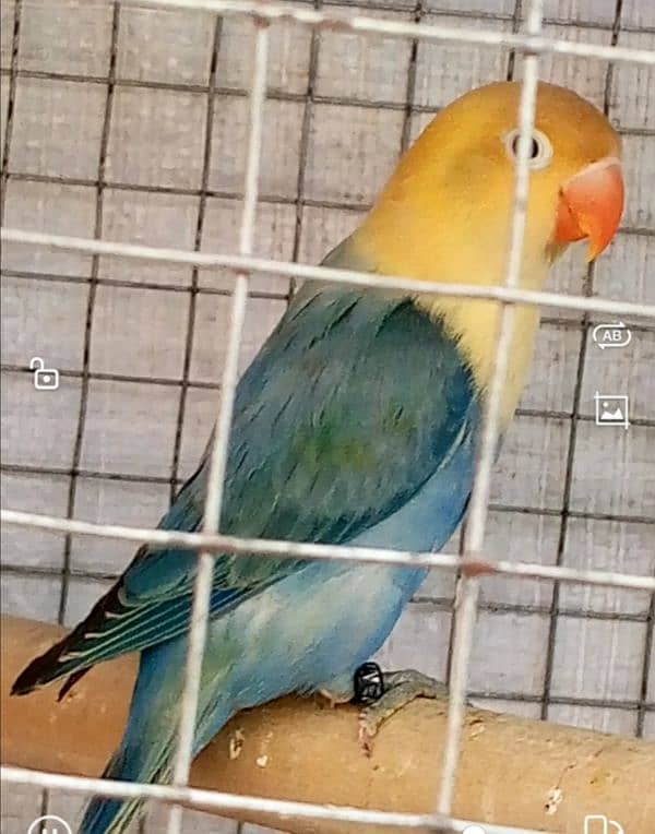 Parblue Opaline Breeder Female 18 Months Age with 3 self Chicks 3