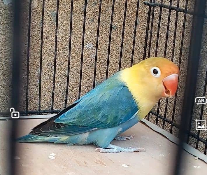 Parblue Opaline Breeder Female 18 Months Age with 3 self Chicks 4