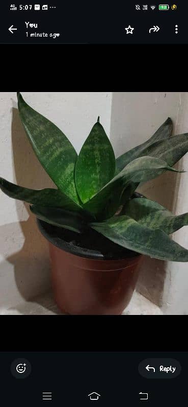 Snake Plant 1