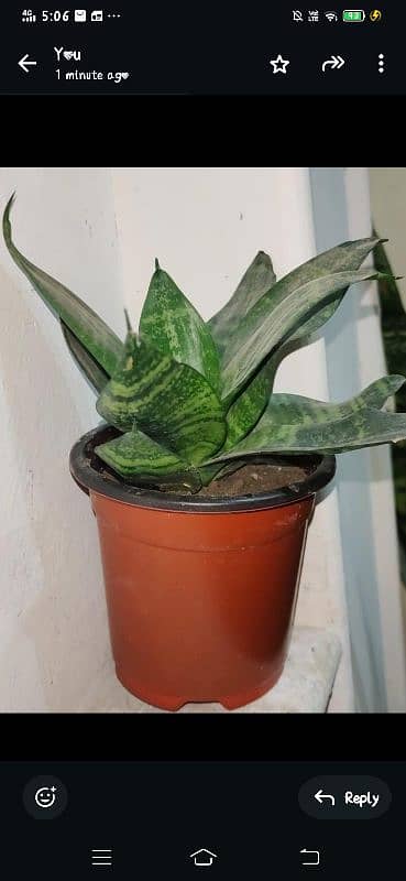 Snake Plant 2