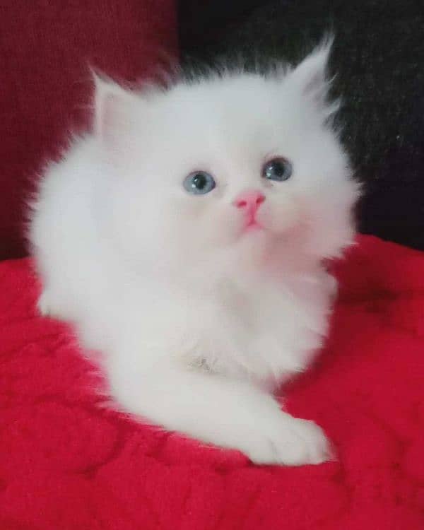 Persian kitten for urgent sale my WhatsApp number 0331 9289880 0