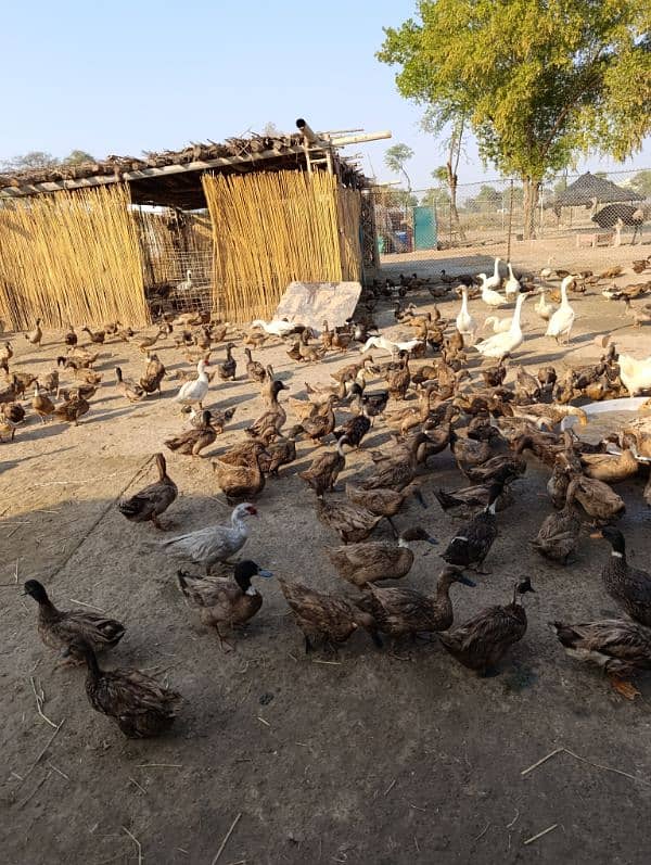 Ducks, khaki cambel, chiks, Ducklings 8