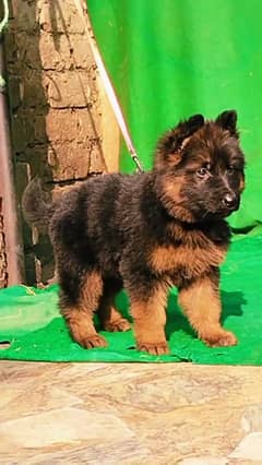 German shepherd long coat puppies for sale