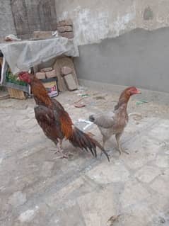 1 pair best Mian wale breed