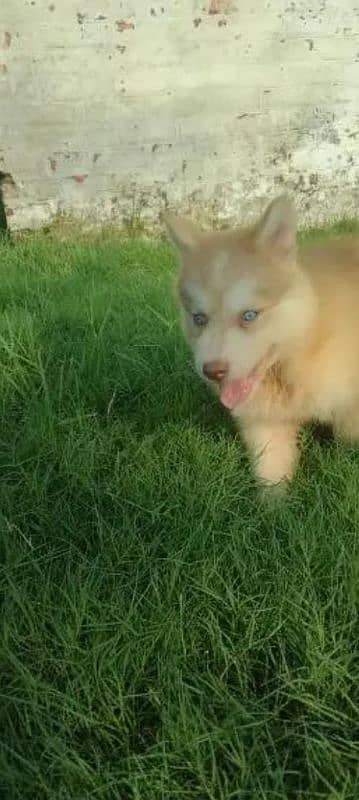 Husky puppy male 2