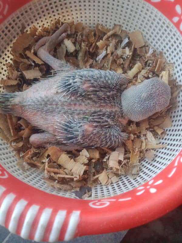 raw parrot Ka Bacha 03126111832 0