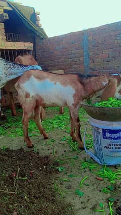 bakra