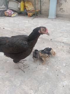 1 hen and 8 chicks 30 days best breed Mian wale