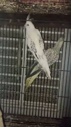 cockatiel breedr pair for sale