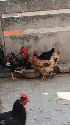 desi hen's for sale