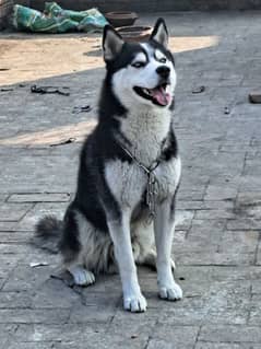 Siberian Husky For sale