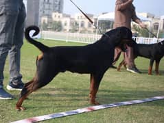 Rottweiler