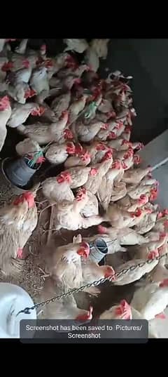 1year old hens for cell