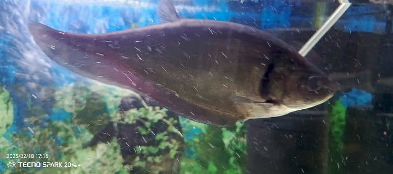 Knife Fish 4