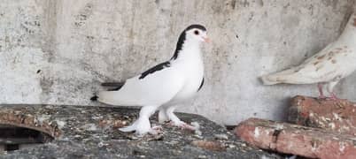 sharazi female