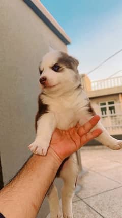 Siberian husky