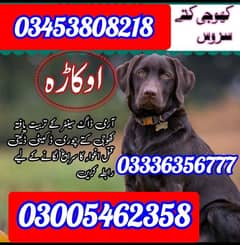 army dog center  yha pr dogs ko training di jati ha or har nsal k mily