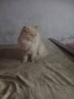 triple coat Persian cat