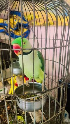 raw perrot age 3 years healthy and active