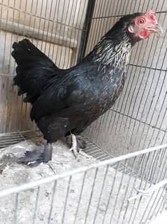 Bantam pair available