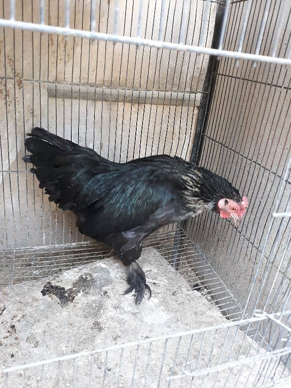 Bantam pair available 1