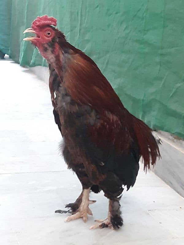 Bantam pair available 2