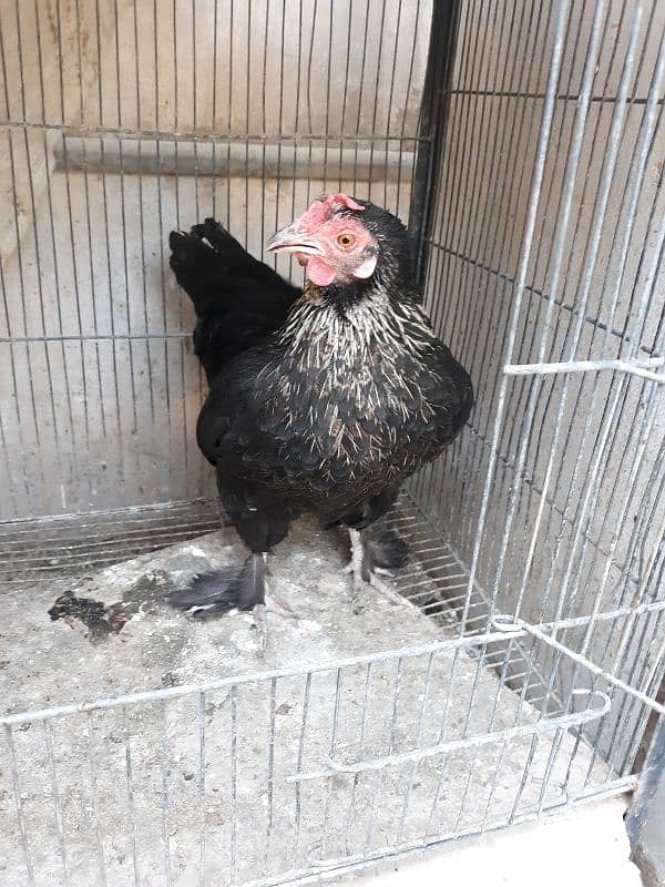 Bantam pair available 3