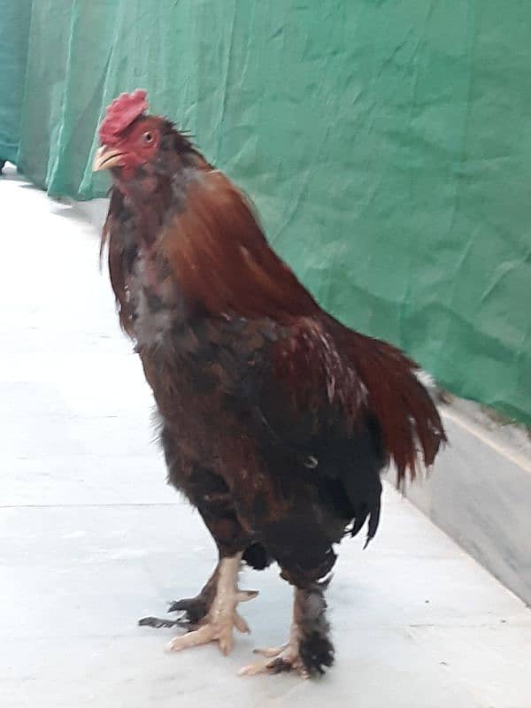 Bantam pair available 4