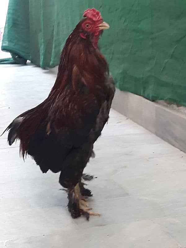 Bantam pair available 5