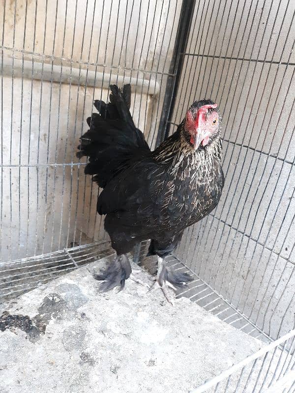 Bantam pair available 6