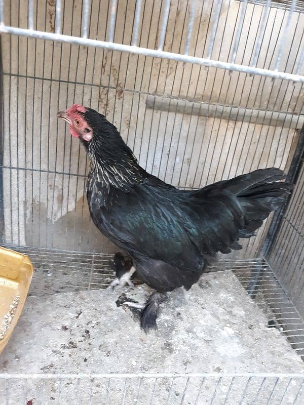 Bantam pair available 7