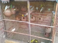 Australian parrots All colony for sale 13 Pair