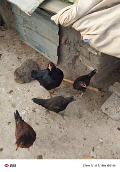 Aseel mianwali with eight chicks