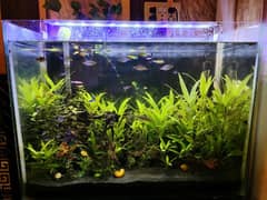 Planted Aquarium With fishs