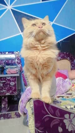 pershian cat for sale contact number 03472452300